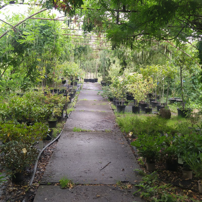 Okrasné dřeviny - fotografie 0