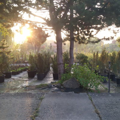 Okrasné dřeviny - fotografie 1