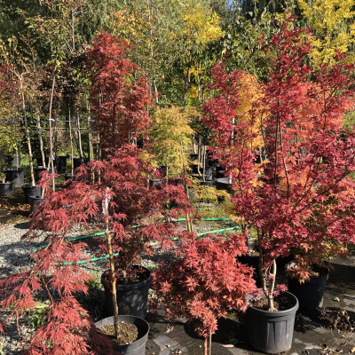 Okrasné dřeviny - fotografie 2