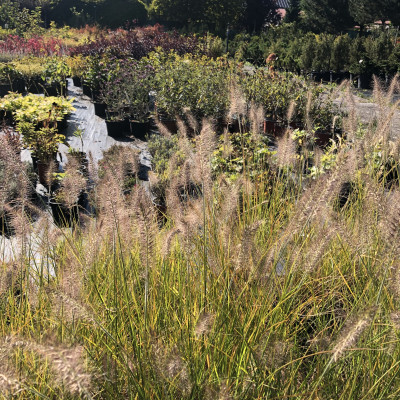 Okrasné dřeviny - fotografie 3