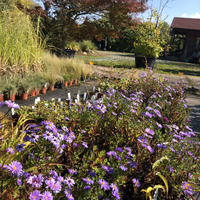 Okrasné dřeviny - fotografie 4