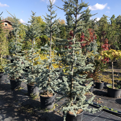 Okrasné dřeviny - fotografie 5