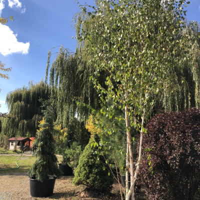 Okrasné dřeviny - fotografie 6