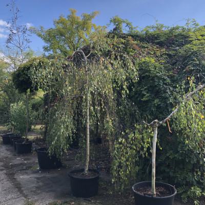 Okrasné dřeviny - fotografie 7