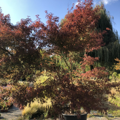 Okrasné dřeviny - fotografie 8