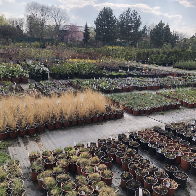 Okrasné dřeviny - fotografie 9