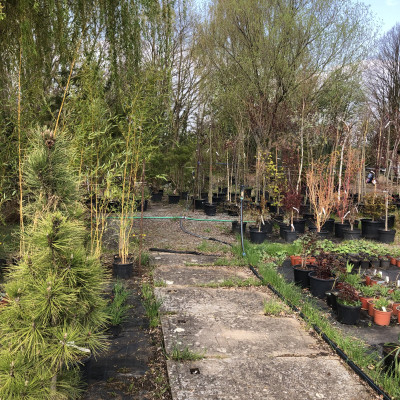 Okrasné dřeviny - fotografie 10