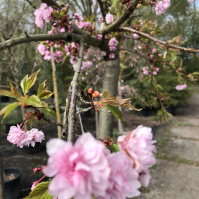 Okrasné dřeviny - fotografie 11