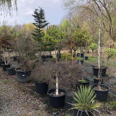 Ovocné stromy a užitkové rostliny - fotografie 0