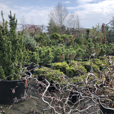 Ovocné stromy a užitkové rostliny - fotografie 1