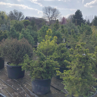 Ovocné stromy a užitkové rostliny - fotografie 2