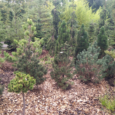 Ovocné stromy a užitkové rostliny - fotografie 3