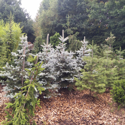 Ovocné stromy a užitkové rostliny - fotografie 4