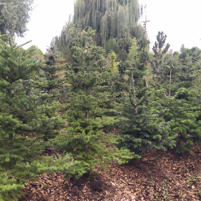 Ovocné stromy a užitkové rostliny - fotografie 5