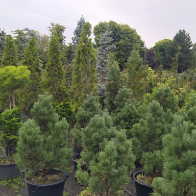 Ovocné stromy a užitkové rostliny - fotografie 6