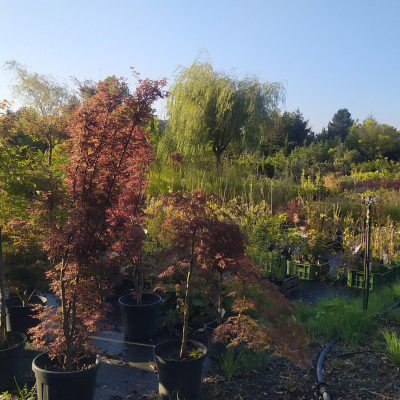 Ovocné stromy a užitkové rostliny - fotografie 7