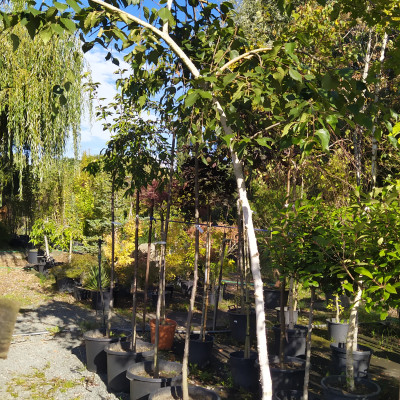 Ovocné stromy a užitkové rostliny - fotografie 8