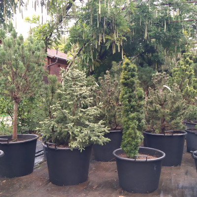 Ovocné stromy a užitkové rostliny - fotografie 9