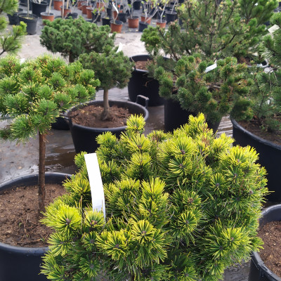 Ovocné stromy a užitkové rostliny - fotografie 10