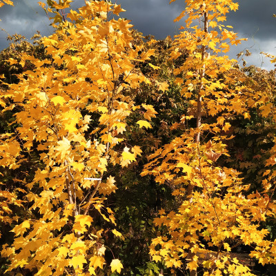 Ovocné stromy a užitkové rostliny - fotografie 11