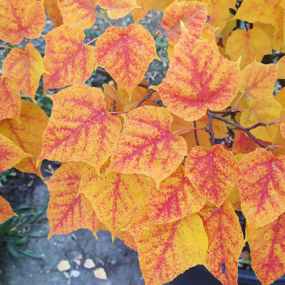 Ovocné stromy a užitkové rostliny - fotografie 12