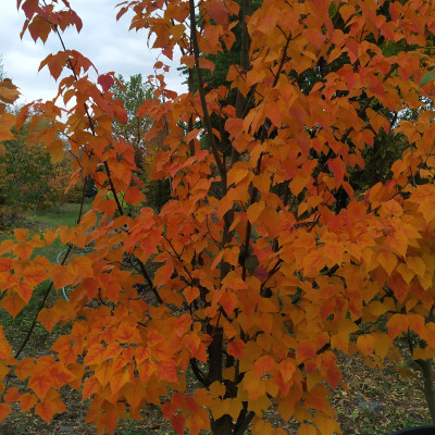 Trvalky a trávy - fotografie 0