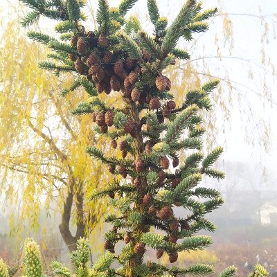 Trvalky a trávy - fotografie 1