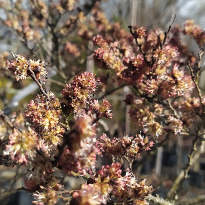 Trvalky a trávy - fotografie 2