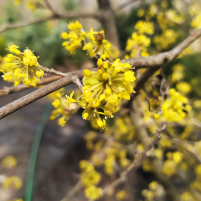 Trvalky a trávy - fotografie 3