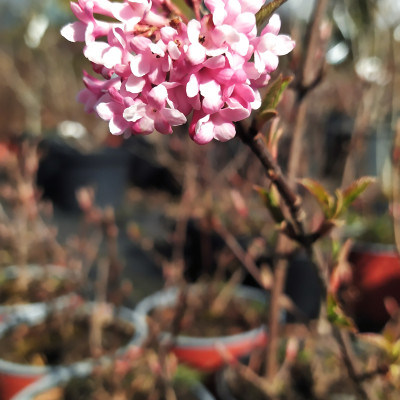 Trvalky a trávy - fotografie 4