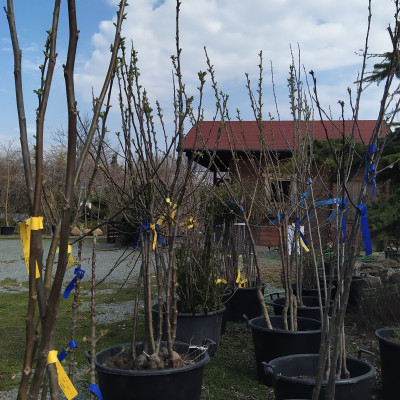 Trvalky a trávy - fotografie 6