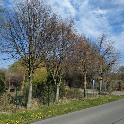 Trvalky a trávy - fotografie 9